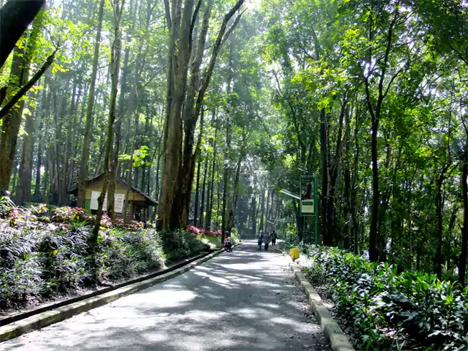 Keindahan Forest Park Tahura Banten