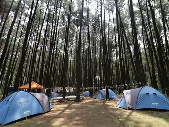 Tempat Camping Di Bogor Sentul Pine Forest