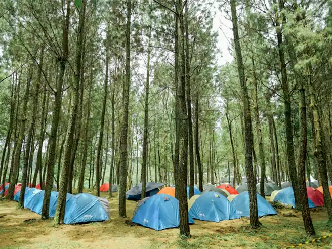 Tempat Camping Di Jawa Timur Pinus Jungle Camp