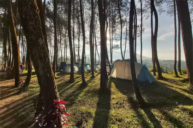 Tempat Camping Di Pangalengan Datar Pinus Camp