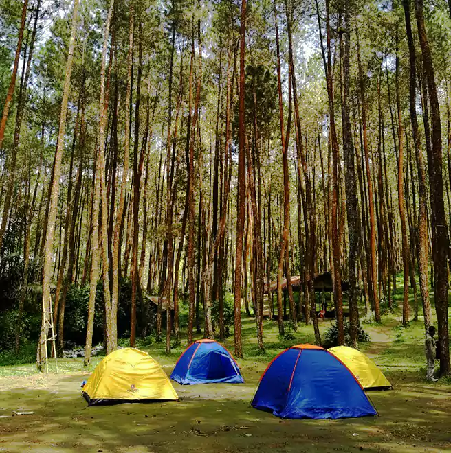 Hutan Pinus Wisata Mangli Perhutani 1