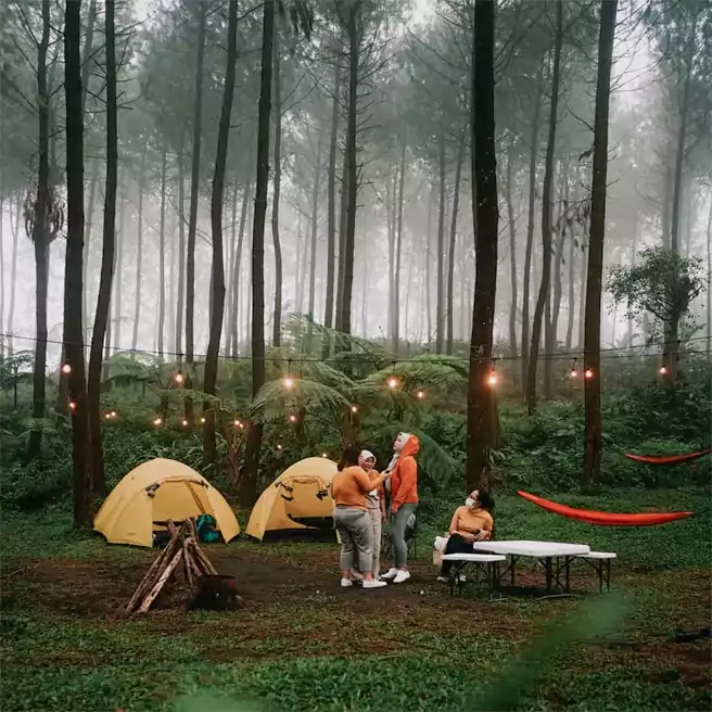 Tempat Camping Di Malang Precet Forest Park