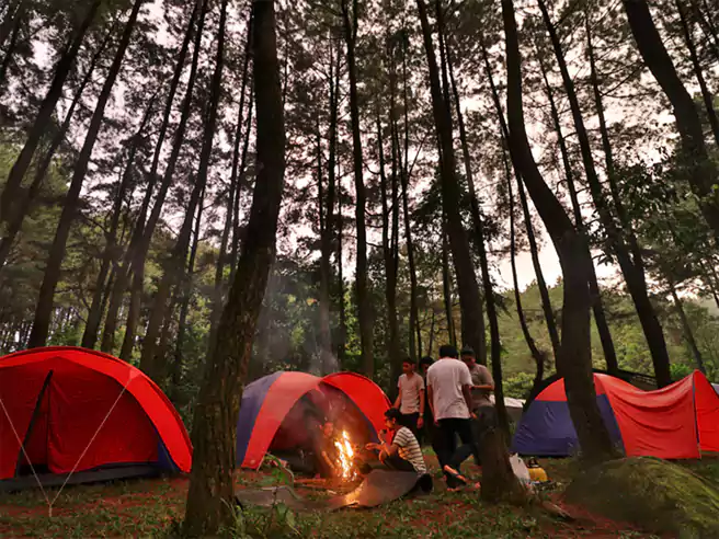 Tempat Camping Di Tuban Camping Ground Pinus Gendro Kec