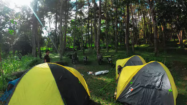 Tempat Camping Di Karangasem Pinus Nawakerti Camp Ground