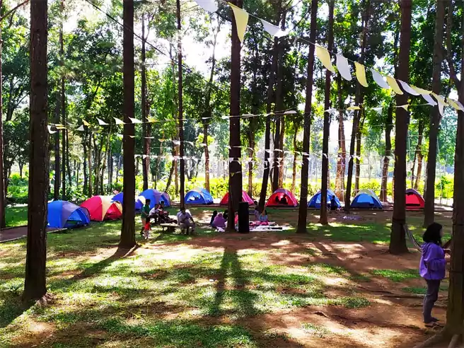 Tempat Camping Di Jember Wisata Pinus Sidomulyo