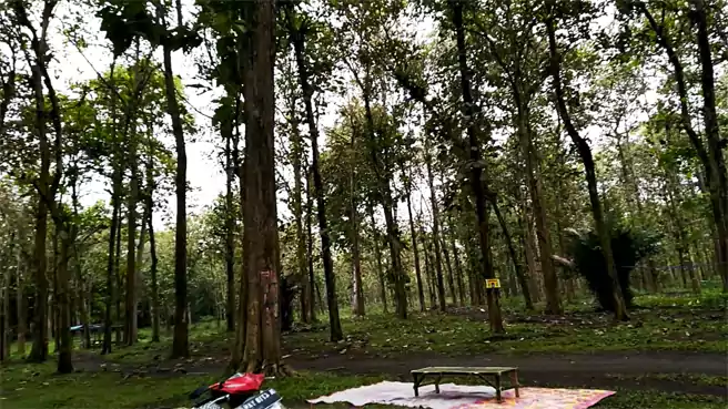 Tempat Camping Di Lumajang Alas Jati Kapas Ijo