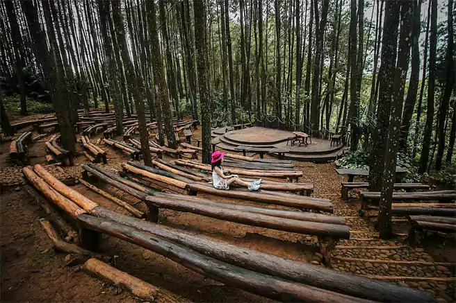 Hutan Pinus Mangunan Dlingo Spot Di Bangku Bangku Kayu Dekat Panggung Terbuka