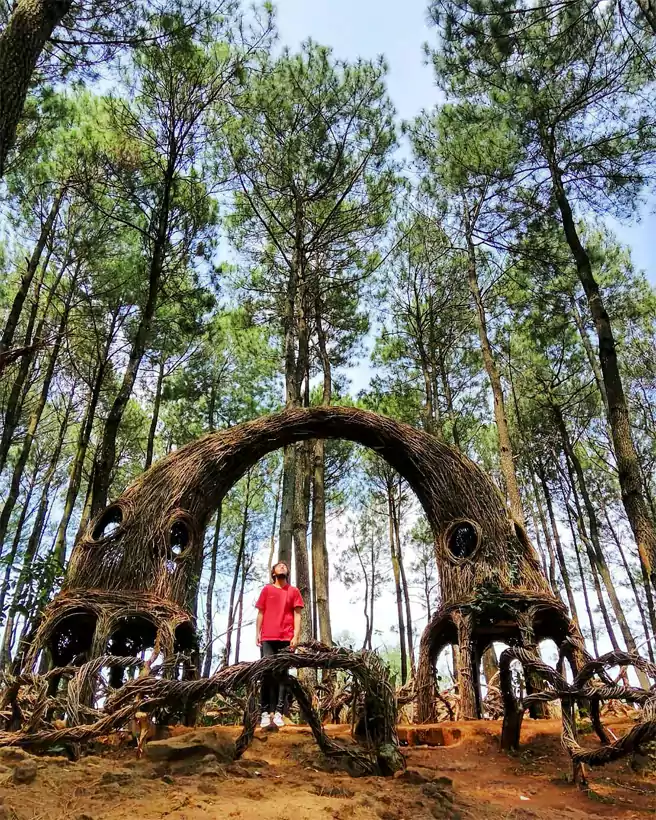 Hutan Pinus Pengger Spot Foto Sabrang Anindha 
