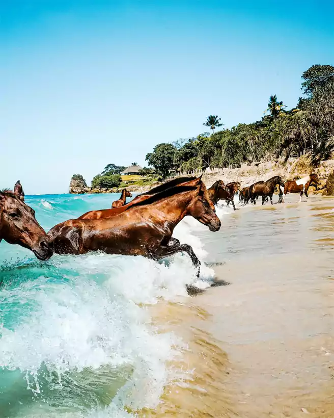 Atraksi Kuda Di Pantai Nihiwatu