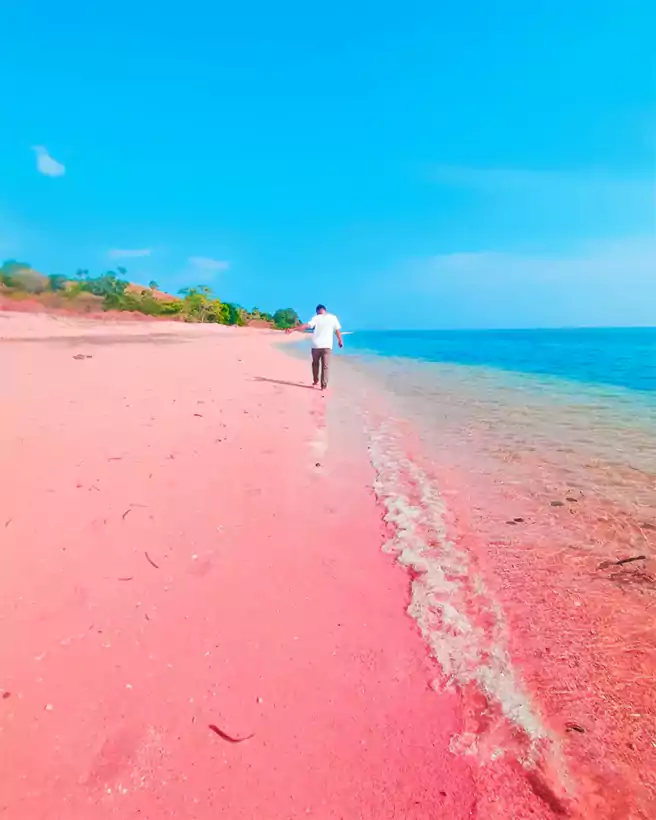 Jalan Jalan Di Bibir Pantai Pink Yang Cantik