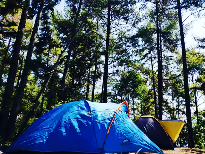 Tempat Camping Di Enrekang Dante Pine