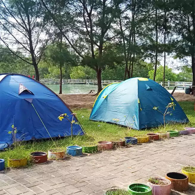 Tempat Camping Di Sekitar Surabaya Taman Mangrove Jung Koneng