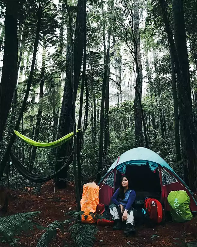 Tempat Camping Di Sulawesi Utara Pinus 2 Soputan