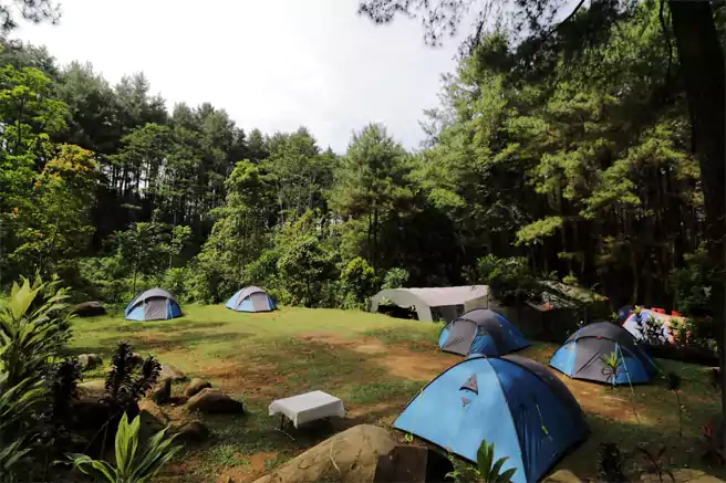 Tempat Camping Di Sekitar Depok Hutan Pinus Gunung Pancar Camp Outbound