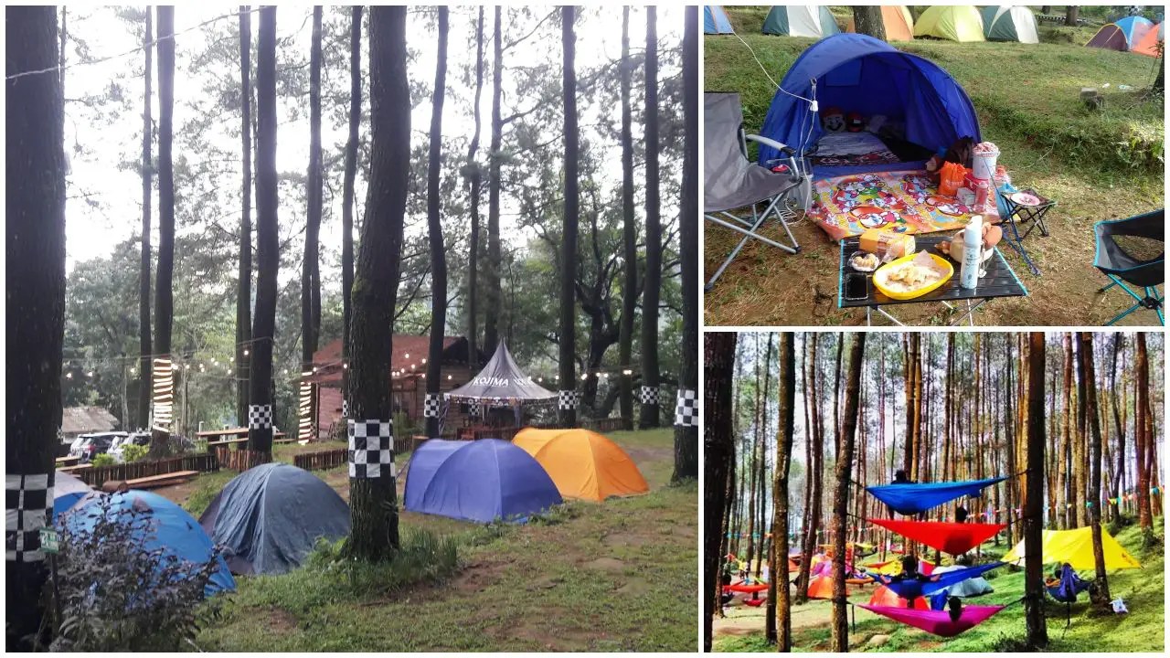 Camping Hutan Pinus Nglimut Sejuk, Nyaman Dan Akses Mudah